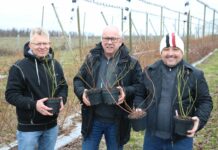 Jak przygotować sadzonki borówki do sadzenia?