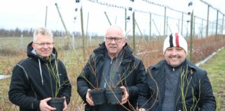 Jak przygotować sadzonki borówki do sadzenia?