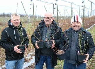 Jak przygotować sadzonki borówki do sadzenia?