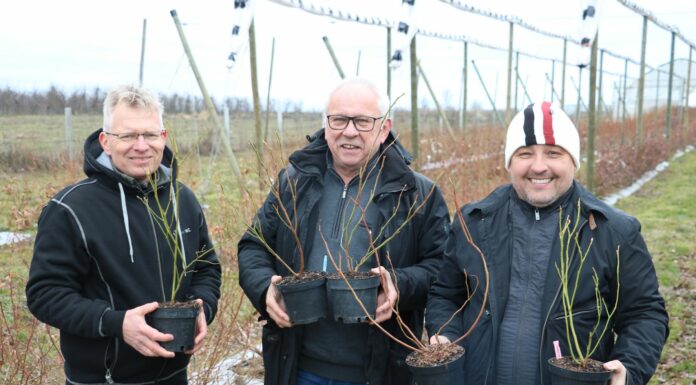 Jak przygotować sadzonki borówki do sadzenia?