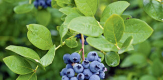Skuteczna ochrona i długa trwałość borówek owoce borówki na krzewie