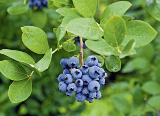 Skuteczna ochrona i długa trwałość borówek owoce borówki na krzewie