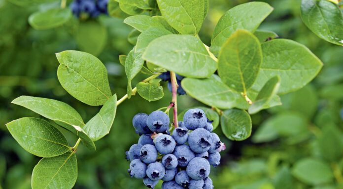 Skuteczna ochrona i długa trwałość borówek owoce borówki na krzewie