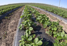 Płatności bezpośrednie i ekoschematy dla producentów roślin jagodowych