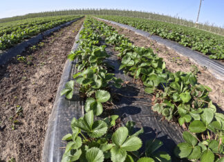 Płatności bezpośrednie i ekoschematy dla producentów roślin jagodowych