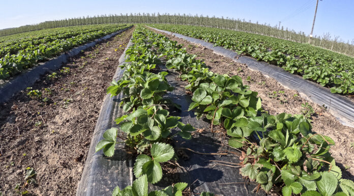 Płatności bezpośrednie i ekoschematy dla producentów roślin jagodowych