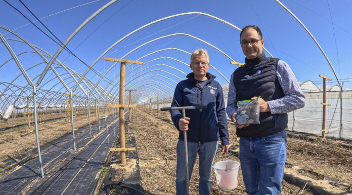 Pobieranie próbek gleby na plantacjach malin
