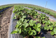 Truskawki przed kwitnieniem. Pierwsze szkodniki i wspomaganie odporności