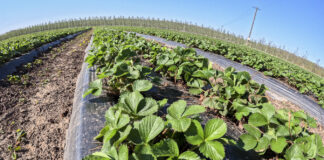 Truskawki przed kwitnieniem. Pierwsze szkodniki i wspomaganie odporności