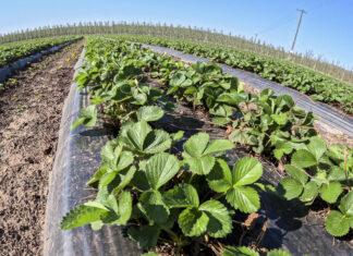 Truskawki przed kwitnieniem. Pierwsze szkodniki i wspomaganie odporności