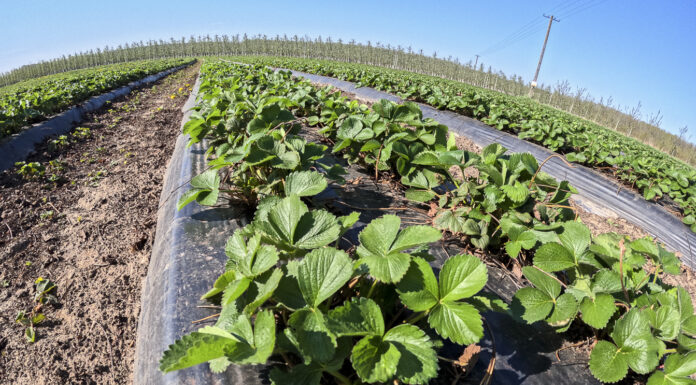 Truskawki przed kwitnieniem. Pierwsze szkodniki i wspomaganie odporności