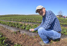Kluczowe pierwiastki w nawożeniu truskawek przed kwitnieniem
