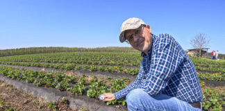 Kluczowe pierwiastki w nawożeniu truskawek przed kwitnieniem