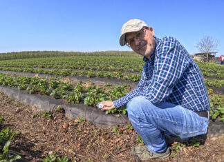 Kluczowe pierwiastki w nawożeniu truskawek przed kwitnieniem