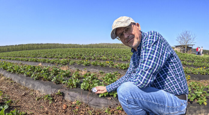 Kluczowe pierwiastki w nawożeniu truskawek przed kwitnieniem