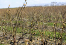 Prognozy dla borówki na sezon 2023. Mniej pąków kwiatowych to niższe zbiory.