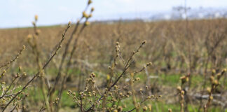 Prognozy dla borówki na sezon 2023. Mniej pąków kwiatowych to niższe zbiory.