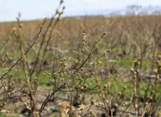 Prognozy dla borówki na sezon 2023. Mniej pąków kwiatowych to niższe zbiory.