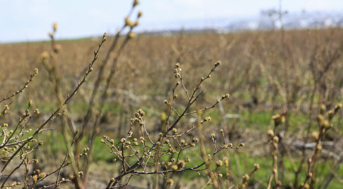 Prognozy dla borówki na sezon 2023. Mniej pąków kwiatowych to niższe zbiory.