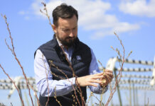 Nawożenie w borówce czas zacząć