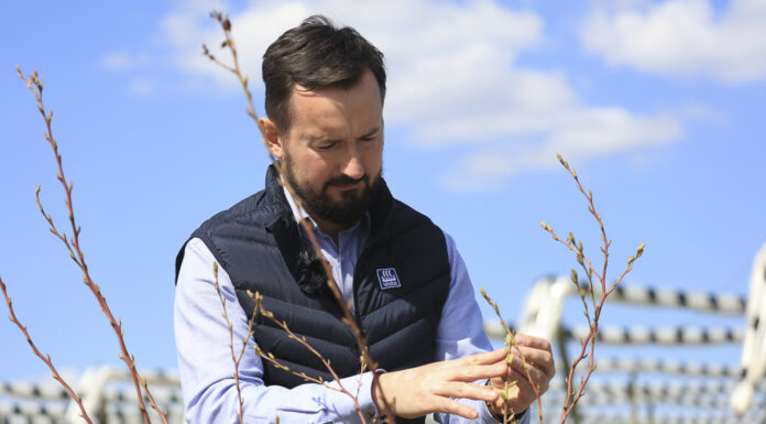 Nawożenie w borówce czas zacząć