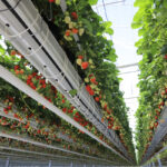 Skąd się biorą polskie truskawki już w kwietniu?