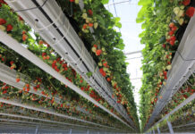 Skąd się biorą polskie truskawki już w kwietniu?