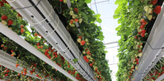 Skąd się biorą polskie truskawki już w kwietniu?