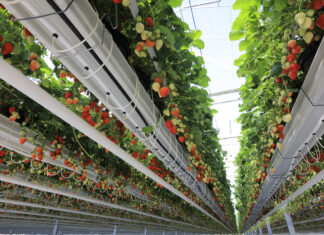 Skąd się biorą polskie truskawki już w kwietniu?