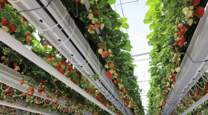 Skąd się biorą polskie truskawki już w kwietniu?