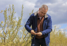 Najważniejsze choroby borówki powinniśmy zwalczać podczas kwitnienia