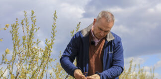 Najważniejsze choroby borówki powinniśmy zwalczać podczas kwitnienia