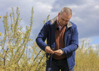 Najważniejsze choroby borówki powinniśmy zwalczać podczas kwitnienia