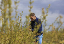Kiedy zacząć fertygację na plantacjach borówki?