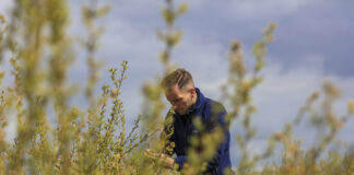 Kiedy zacząć fertygację na plantacjach borówki?