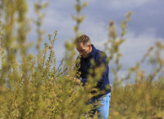 Kiedy zacząć fertygację na plantacjach borówki?
