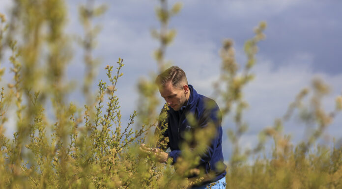 Kiedy zacząć fertygację na plantacjach borówki?