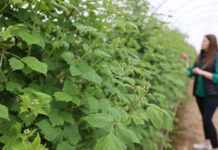 Biostymulacja malin – algi i aminokwasy