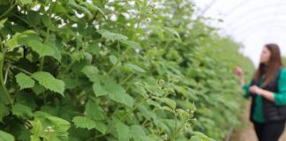 Biostymulacja malin – algi i aminokwasy