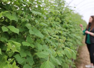 Biostymulacja malin – algi i aminokwasy