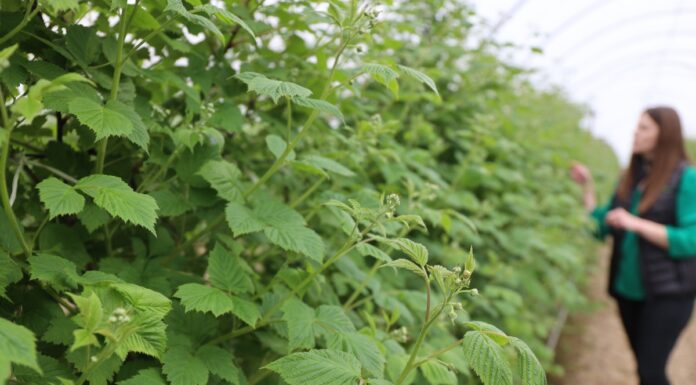 Biostymulacja malin – algi i aminokwasy