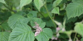 ABC ochrony biologicznej malin w tunelach