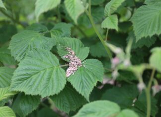 ABC ochrony biologicznej malin w tunelach