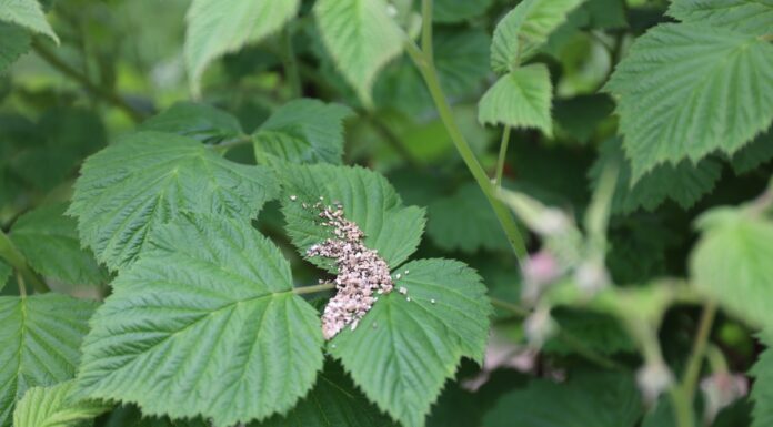 ABC ochrony biologicznej malin w tunelach