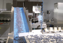 Rozwiązania usprawniające przygotowanie borówek do sprzedaży