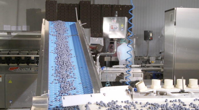 Rozwiązania usprawniające przygotowanie borówek do sprzedaży