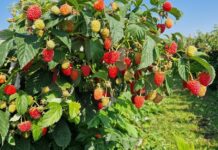 Szara pleśń, antraknoza i mączniak prawdziwy. Zalecenia kwiecień-maj 2025 malina, szara pleśń malina