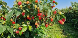 Szara pleśń, antraknoza i mączniak prawdziwy. Zalecenia kwiecień-maj 2025 malina, szara pleśń malina