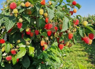 Szara pleśń, antraknoza i mączniak prawdziwy. Zalecenia kwiecień-maj 2025 malina, szara pleśń malina