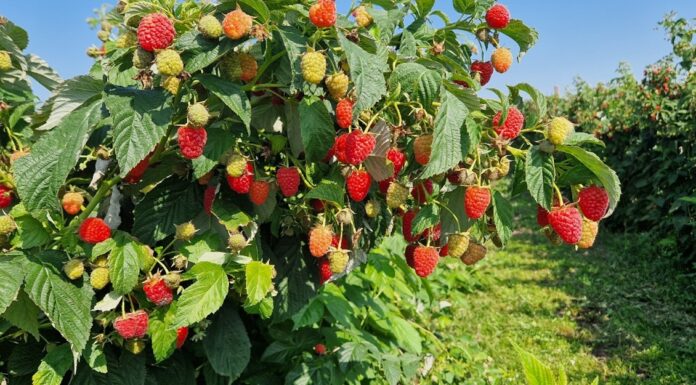 Szara pleśń, antraknoza i mączniak prawdziwy. Zalecenia kwiecień-maj 2025 malina, szara pleśń malina